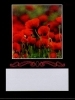 Wine Bottle Labels, Poppies - Pack of 32