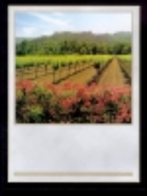 Wine Bottle Labels, Vineyard - Pack of 32